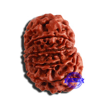 Load image into Gallery viewer, 9 Mukhi Nepalese Rudraksha - Bead No. 343
