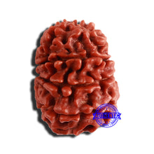 Load image into Gallery viewer, 9 Mukhi Nepalese Rudraksha - Bead No. 344