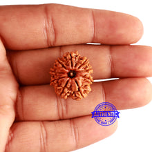 Load image into Gallery viewer, 9 Mukhi Nepalese Rudraksha - Bead No. 345