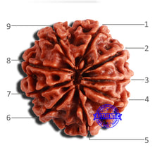 Load image into Gallery viewer, 9 Mukhi Nepalese Rudraksha - Bead No. 346