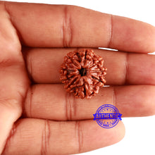 Load image into Gallery viewer, 9 Mukhi Nepalese Rudraksha - Bead No. 346