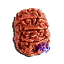 Load image into Gallery viewer, 9 Mukhi Nepalese Rudraksha - Bead No. 346