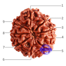 Load image into Gallery viewer, 9 Mukhi Nepalese Rudraksha - Bead No. 347