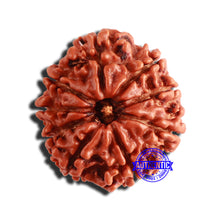 Load image into Gallery viewer, 9 Mukhi Nepalese Rudraksha - Bead No. 347