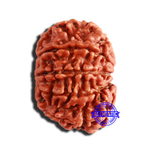 Load image into Gallery viewer, 9 Mukhi Nepalese Rudraksha - Bead No. 347