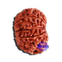 Load image into Gallery viewer, 9 Mukhi Nepalese Rudraksha - Bead No. 348