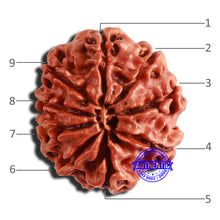 Load image into Gallery viewer, 9 Mukhi Nepalese Rudraksha - Bead No. 349