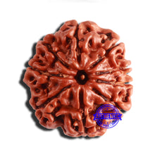 Load image into Gallery viewer, 9 Mukhi Nepalese Rudraksha - Bead No. 349