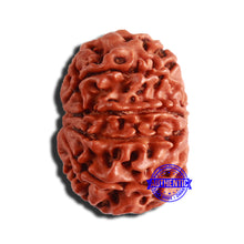 Load image into Gallery viewer, 9 Mukhi Nepalese Rudraksha - Bead No. 349