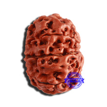 Load image into Gallery viewer, 9 Mukhi Nepalese Rudraksha - Bead No. 349