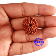 Load image into Gallery viewer, 9 Mukhi Nepalese Rudraksha - Bead No 351
