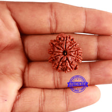 Load image into Gallery viewer, 9 Mukhi Nepalese Rudraksha - Bead No. 352