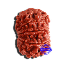Load image into Gallery viewer, 9 Mukhi Nepalese Rudraksha - Bead No. 352