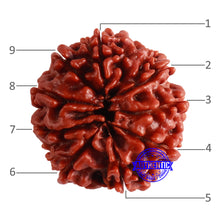 Load image into Gallery viewer, 9 Mukhi Nepalese Rudraksha - Bead No. 353