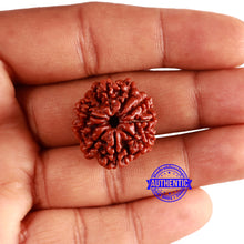 Load image into Gallery viewer, 9 Mukhi Nepalese Rudraksha - Bead No. 353