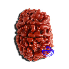 Load image into Gallery viewer, 9 Mukhi Nepalese Rudraksha - Bead No. 353