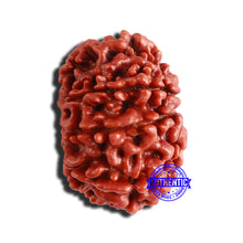 Load image into Gallery viewer, 9 Mukhi Nepalese Rudraksha - Bead No. 353