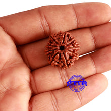 Load image into Gallery viewer, 9 Mukhi Nepalese Rudraksha - Bead No. 355