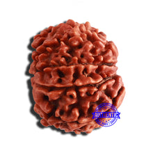 Load image into Gallery viewer, 9 Mukhi Nepalese Rudraksha - Bead No. 355