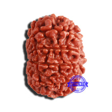 Load image into Gallery viewer, 9 Mukhi Nepalese Rudraksha - Bead No. 356