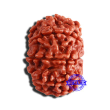 Load image into Gallery viewer, 9 Mukhi Nepalese Rudraksha - Bead No. 356