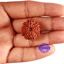 Load image into Gallery viewer, 9 Mukhi Nepalese Rudraksha - Bead No. 357