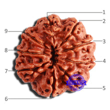 Load image into Gallery viewer, 9 Mukhi Nepalese Rudraksha - Bead No. 358