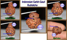 Load image into Gallery viewer, Indonesian Garbh Gauri Rudraksha - Bead No. 4