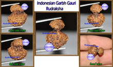 Load image into Gallery viewer, Indonesian Garbh Gauri Rudraksha - Bead No. 6