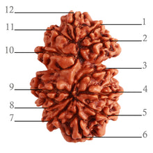 Load image into Gallery viewer, Gaurishanker Nepalese Rudraksha Bead No. - 194