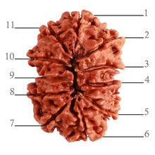 Load image into Gallery viewer, Gaurishanker Nepalese Rudraksha Bead No. - 196
