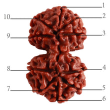 Load image into Gallery viewer, Gaurishanker Nepalese Rudraksha Bead No. - 197
