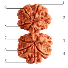 Load image into Gallery viewer, Gaurishanker Nepalese Rudraksha Bead No. - 199