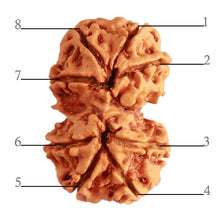 Load image into Gallery viewer, Gaurishanker Nepalese Rudraksha Bead No. - 201