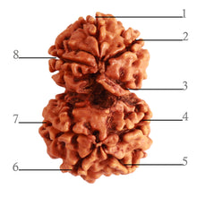 Load image into Gallery viewer, Gaurishanker Nepalese Rudraksha Bead No. - 202
