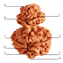 Load image into Gallery viewer, Gaurishanker Nepalese Rudraksha Bead No. - 205