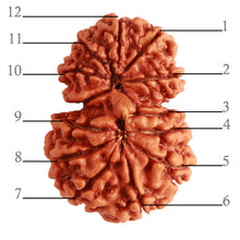 Load image into Gallery viewer, Gaurishanker Nepalese Rudraksha Bead No. - 208