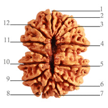 Load image into Gallery viewer, Gaurishanker Nepalese Rudraksha Bead No. - 210
