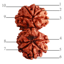 Load image into Gallery viewer, Gaurishanker Nepalese Rudraksha Bead No. - 212