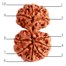 Load image into Gallery viewer, Gaurishanker Nepalese Rudraksha Bead No. - 222