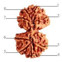 Load image into Gallery viewer, Gaurishanker Nepalese Rudraksha Bead No. - 223