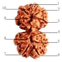 Load image into Gallery viewer, Gaurishanker Nepalese Rudraksha Bead No. - 224