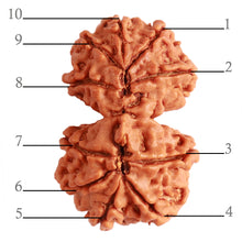 Load image into Gallery viewer, Gaurishanker Nepalese Rudraksha Bead No. - 225