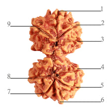 Load image into Gallery viewer, Gaurishanker Nepalese Rudraksha Bead No. - 227