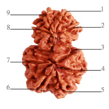 Load image into Gallery viewer, Gaurishanker Nepalese Rudraksha Bead No. - 229