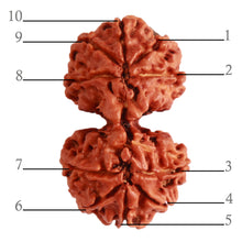 Load image into Gallery viewer, Gaurishanker Nepalese Rudraksha Bead No. - 237