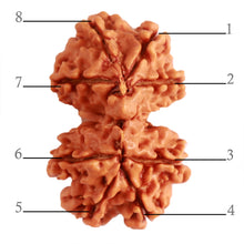 Load image into Gallery viewer, Gaurishanker Nepalese Rudraksha Bead No. - 240