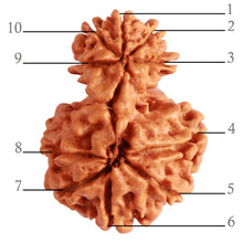 Load image into Gallery viewer, Gaurishanker Nepalese Rudraksha Bead No. - 242