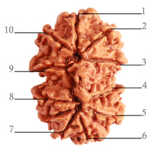 Load image into Gallery viewer, Gaurishanker Nepalese Rudraksha Bead No. - 244