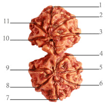 Load image into Gallery viewer, Gaurishanker Nepalese Rudraksha Bead No. - 245